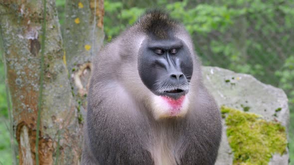 Portrait of Drill monkey, Mandrillus leucophaeus  alt