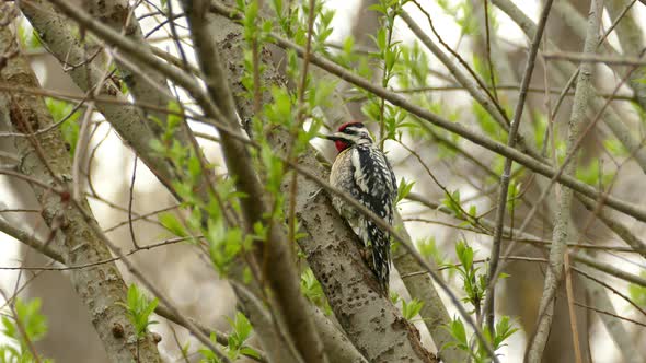 Hairy Woodpecker Foraging and Hunting For Bug on Tree, Real Time alt