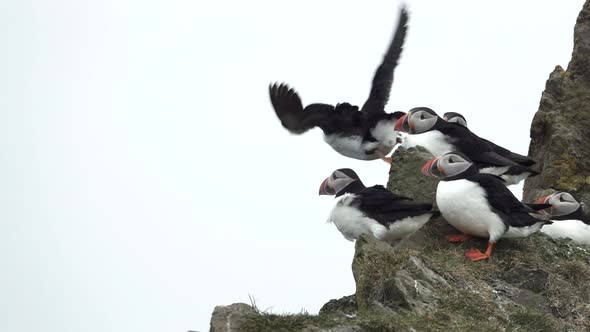 Puffin Flying While Others Stand Over the Rocks