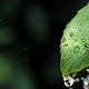 Slow motion video of water drops on green leaf on bokeh background - VideoHive Item for Sale