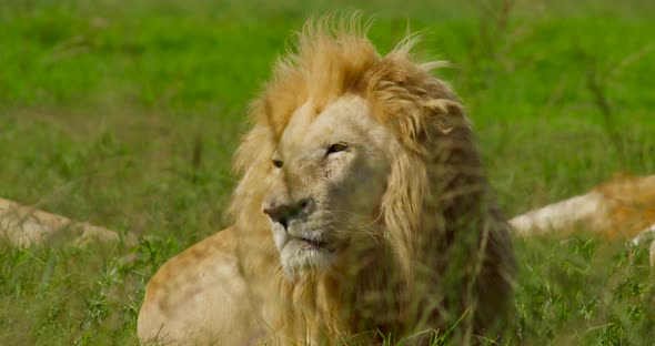 Close Up of a Lion Laying on Green Grass Seen Through Weeds Swaying in ...