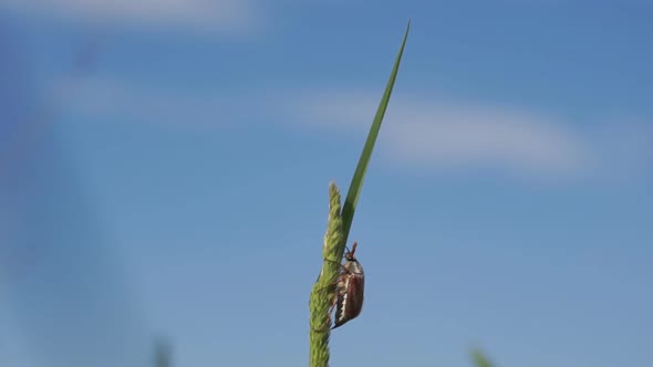Cockchafer Or May Bug In Natural Environment