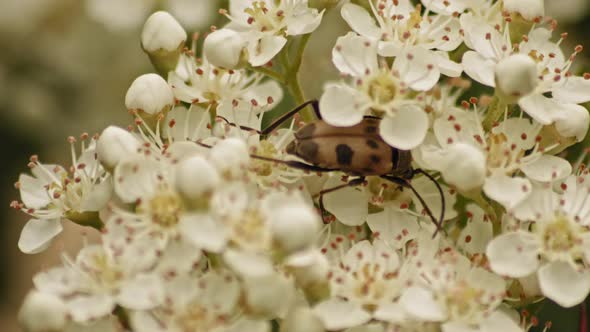 Pachytodes Cerambyciformis Crawling On Flowers Of Viburnum Shrub. - Closeup alt