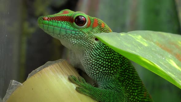 Crimson Giant Day Gecko cautiously sitting on bamboo watching alt