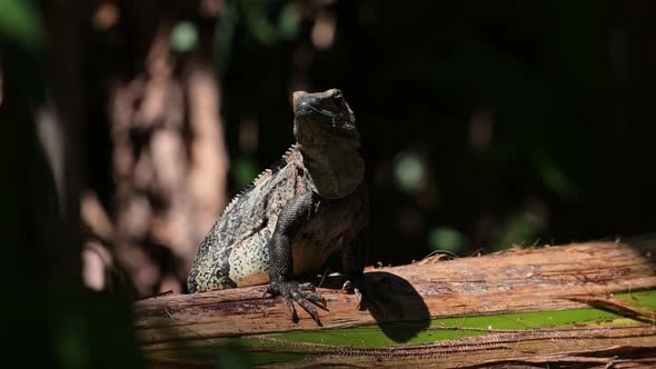 Black Spiny Tailed Iguana (ctenosaura similis), Costa Rica Wildlife and Rainforest Animals, Warm Blo alt
