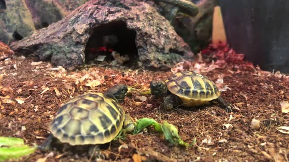 Two Little Turtles Live in the Terrarium alt