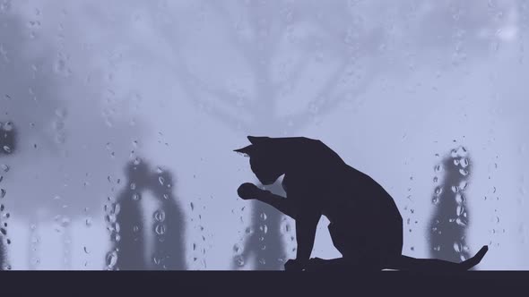 Stray Cat Waiting on Windowsill in Rainy Weather