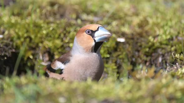 Bird grosbeak drinks water. Coccothraustes coccothraustes