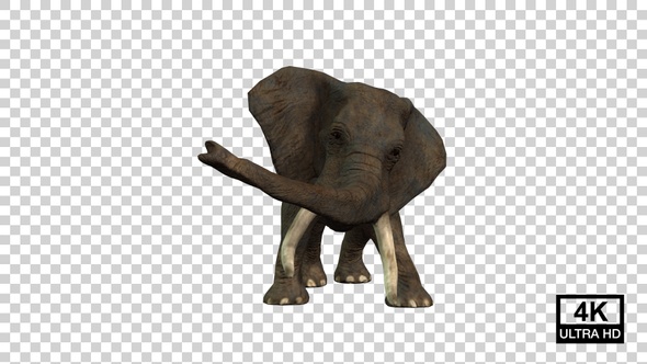 Elephant Attack Front View alt