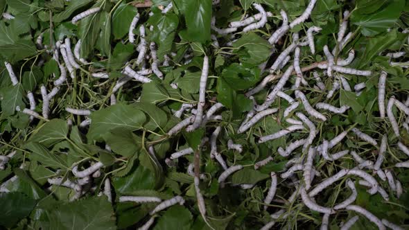Silkworms alt
