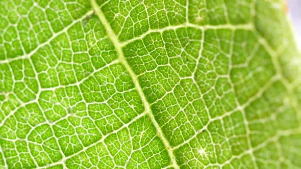 Green Leaf Analysis