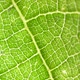 Green Leaf Analysis - VideoHive Item for Sale