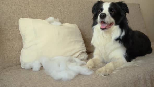 Naughty Playful Puppy Dog Border Collie After Mischief Biting Pillow Lying on Couch at Home alt