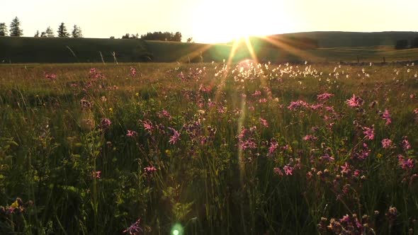 Wildflower meadow in the summertime backlit by the setting sun showing plants such as cotton grass a alt