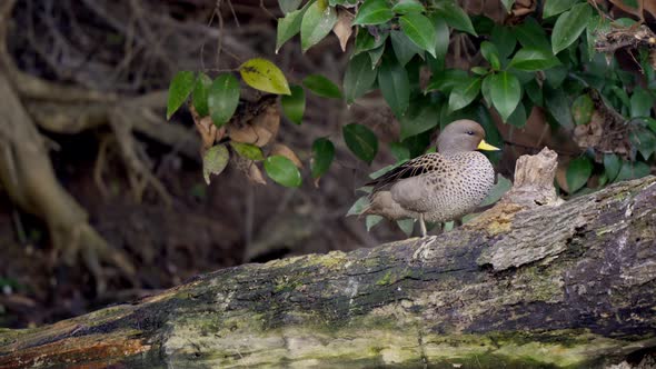 Static shot of two Yellow-billed teal standing on a log and then jumping to the water alt