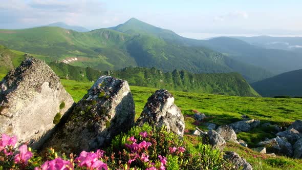 Pink Rhododendron Flowers in Mountains