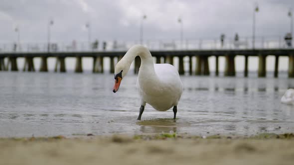 Swan Looking For Food