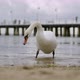 Swan Looking For Food - VideoHive Item for Sale