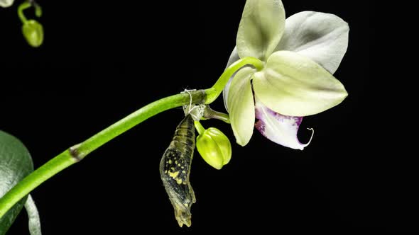 Development and Transformation Stages of Lime Butterfly -Papilio Demoleus - Malayanus Hatching Out alt