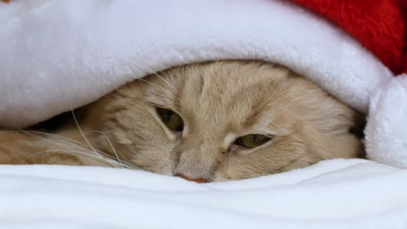 A Christmas cat in a Christmas red Santa hat on a white bed falls asleep.  Maine Coon cat. alt