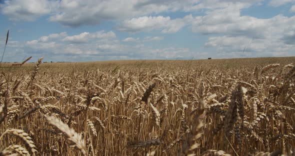Ripe Ears Of Wheat On The Field At Sunset alt