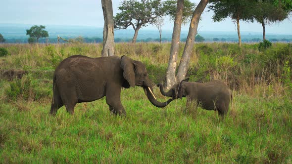 Female Elephant Comes To The Baby Cub In The Savannah Of Tanzania alt