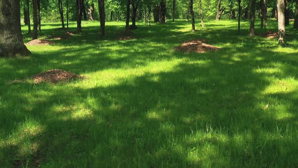 Look at the Tops of Oak Trees in the Park a Sunny Summer Day alt