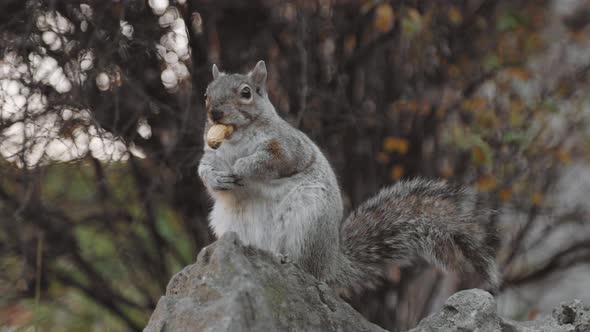 Squirrel Sitting at the Branches of the Tree and Eating Nuts in Autumn Forest alt