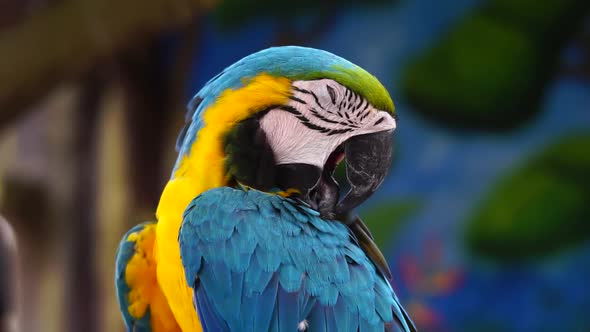 Macaw Bird