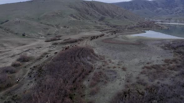 Aerial view of herd of horses grazing near lake Bugaz in mountains, watering hole, Crimea, Russia
