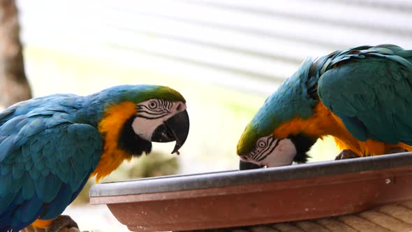 Slow motion of Ara Parrot couple eating food of plate in zoo during sunny day,close up shot alt