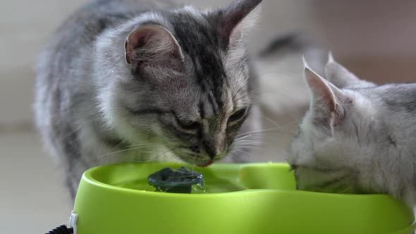 Cute Scottish Cat Drinking Water From Fountain alt