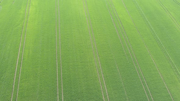 Green wheat grass after being sprayed with herbicides 4K drone video alt