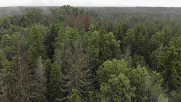 Drone Flies Over the Jungle of Coniferous and Deciduous Trees. Clouds of Fog Come Out of the Forest