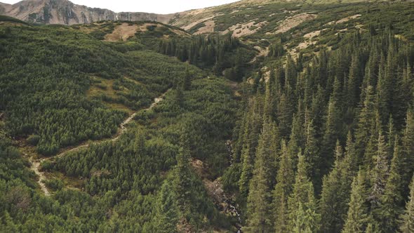 Aerial Green Pine Forest at Mountain Hills alt