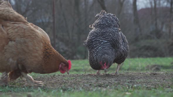 Domestic Chickens Graze on the Green Grass of the Country House