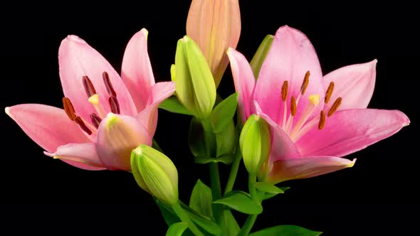 Time Lapse of Opening Beautiful Pink Lily Flower alt