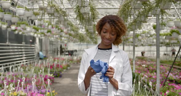 Black Race Researcher Putting Blue Latex Medical Gloves on alt