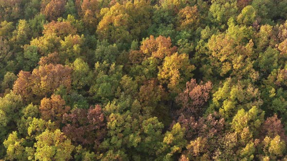 Beautiful orange and yellow colors of forest by autumn 4K aerial video