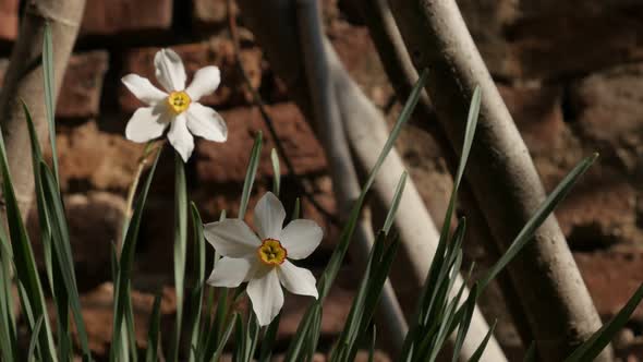 Pair of Narcissus poeticus plant in front of brick wall 4K 2160p 30fps UltraHD footage - Close-up of alt