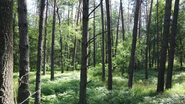 Beautiful Green Forest on a Summer Day Slow Motion alt
