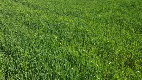 Drone flight over a green field of wheat. Beautiful field of wheat organics on a bright sunny day. alt