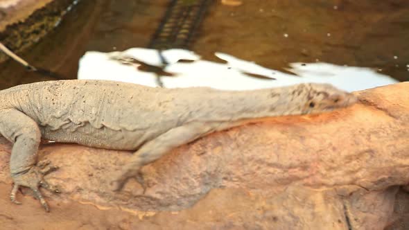 Mertens Water Monitor Lizard alt