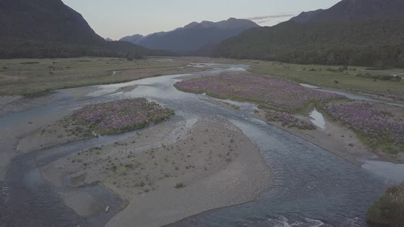 Lupins aerial footage alt