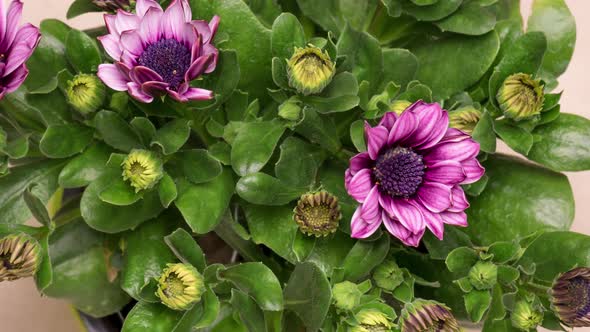 Time Lapse Blooming Osteospermum Flowers alt