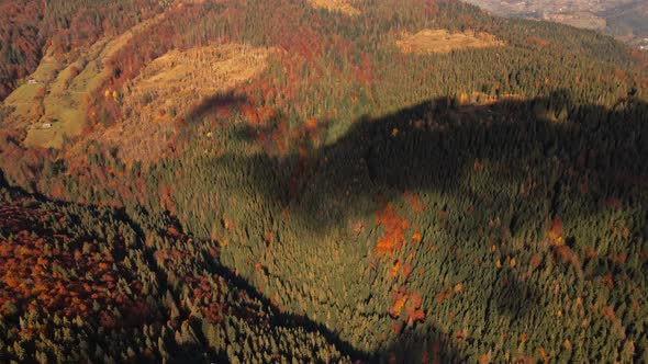 Early Autumn in Forest Aerial Top View alt