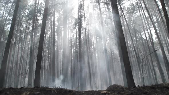 Forest After the Fire. Smoke Rises From the Earth After a Fire