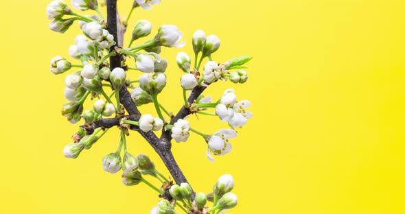 Buds Opening on a Cherry Branch Against Yellow Background