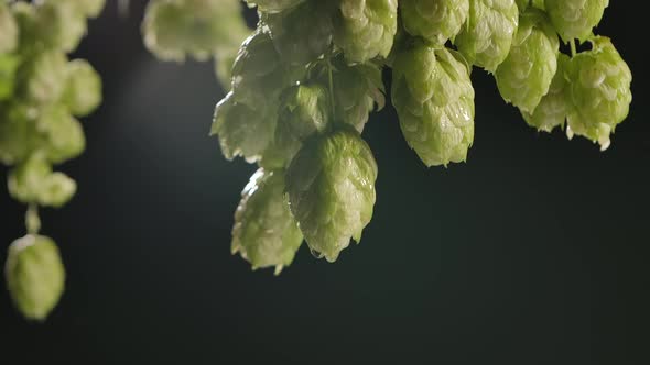 Drops of Water Falling From Hops or Humulus. Black Background. Slow Motion. alt