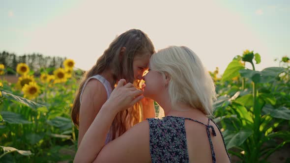 Mother and daughter hug on sunflowers field at sunset evening. Females girls have fun outdoors alt